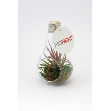 Plante en ampoule 